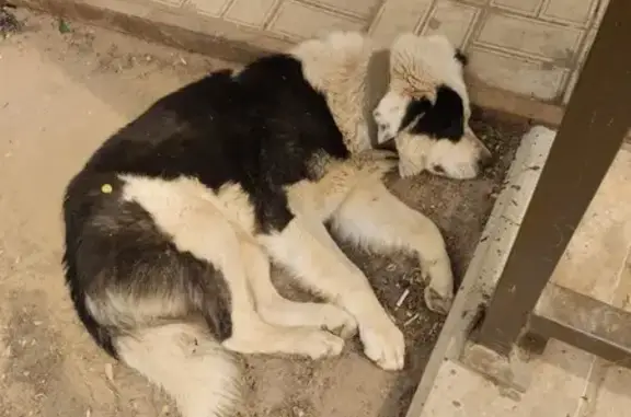 Найденные животные Астрахань, фото: Найдена собака: пр. Бумажников, 2, Астрахань