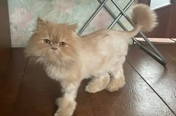 Кошки потеряшки, Раменское, фото: Потеряшка кошка, Коминтерна 7, Раменское