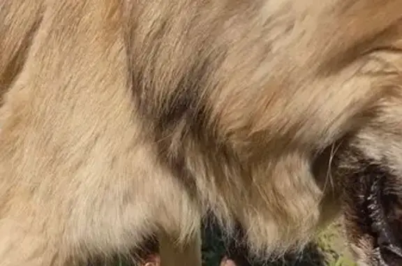 Собака найдена на пр. Победы, 75, Липецк