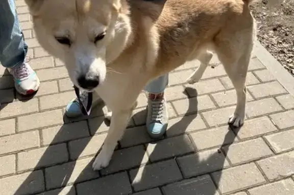 Найдена собака, Москва, фото: Собака найдена: Берзарина 4, Москва