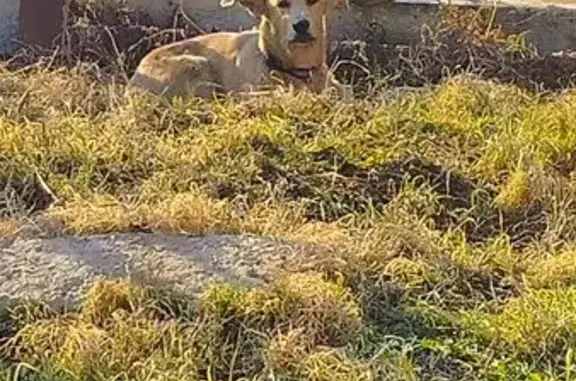 Собака найдена: Депутатская 8, Хабаровск