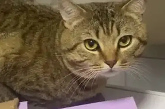 Кошки потеряшки, Шуя, фото: Потеряшка кот Барсик, Шуя, 8-я Северная, 22