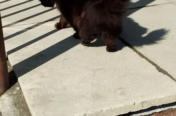 Кошка у дома, Октябрьская 2А, Среднеуральск