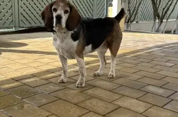 Собака найдена на 41К-073, Юкковское СП