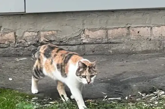 Кошка найдена: Волжский бульвар, 8 к1