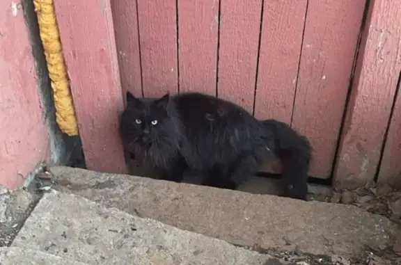 Кошка найдена на Пионерской, 8, Тополево