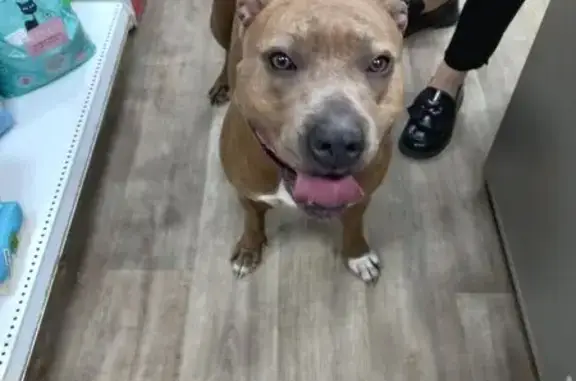 Найденные животные Ростов-на-Дону, фото: Собака найдена: Днепропетровская 2/3, РнД