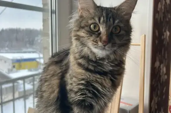 Кошки потеряшки, Ленинградская область, фото: Потеряшка кошка Лира, Лесное, Ленобласть