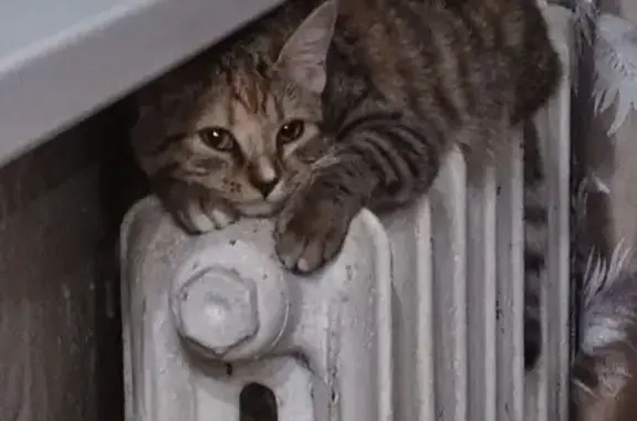 Кошки потеряшки, Вологда, фото: Потеряшка кошка, Хлюстова 26, Вологда