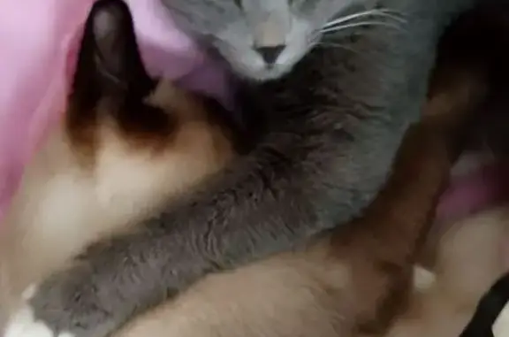 Кошки потеряшки, Томск, фото: Потеряшка кошка на Иркутском тракте, Томск