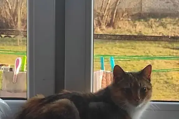 Кошки потеряшки, Гусев, фото: Потеряшка кошка, пр. Ленина, 3Б, Гусев