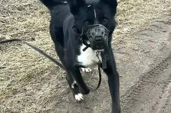 Найдена собака в МО, черный метис