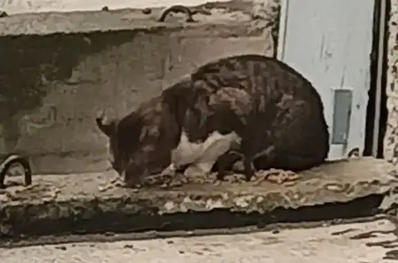 Найдена кошка, Кондопога, фото: Кошка найдена на ул. Бумажников, 46К