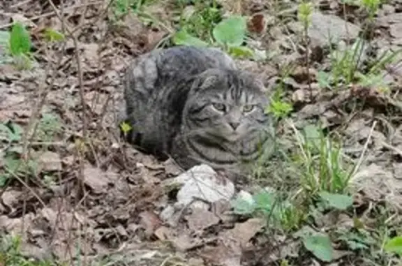 Кошка найдена на ул. Мавлютова, 30, Казань