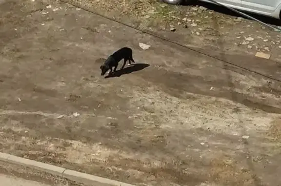 Собака найдена на Труфанова, Ярославль