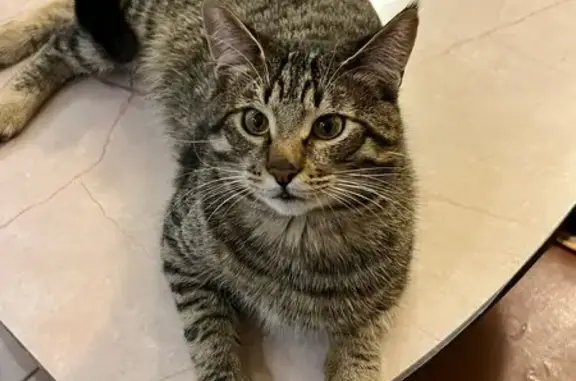 Потерянные животные Нижний Новгород, фото: Пропала кошка, ул. Горького 186, НН