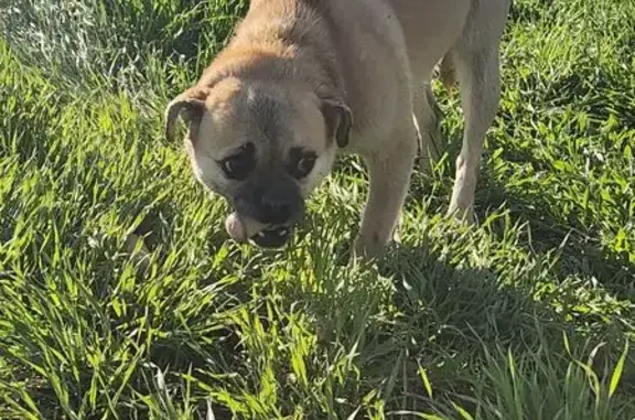 Найдена собака, , фото: Собака найдена: Усьман — Весёлый — Сальск