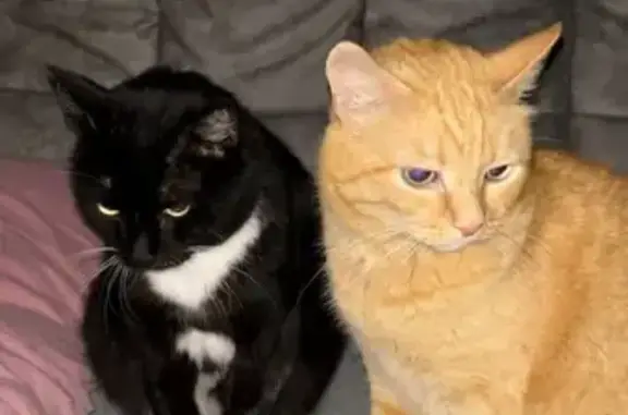 Кошки потеряшки, Краснотурьинск, фото: Потеряшка кошка, Ленина 3, Краснотурьинск