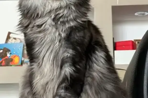 Кошки потеряшки, Иссадское, фото: Потеряшка кошка, Центральная ул., Иссадское СП