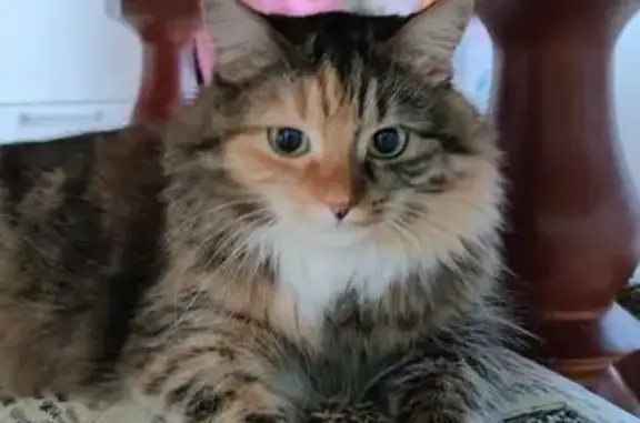 Кошки потеряшки, Ставрополь, фото: Потеряшка кошка на Подгорной улице, Ставрополь