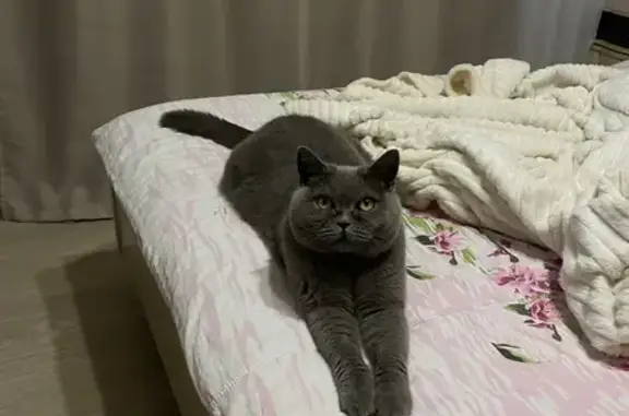 Кошки потеряшки, Маркс, фото: Потеряшка кошка на Либкнехта, 28, Маркс