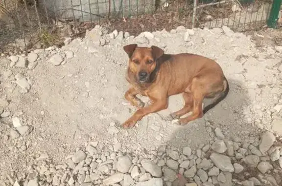 Найдена собака, Краснодарский край, фото: Стаффорд найден в Ольгинке, Краснодарский край