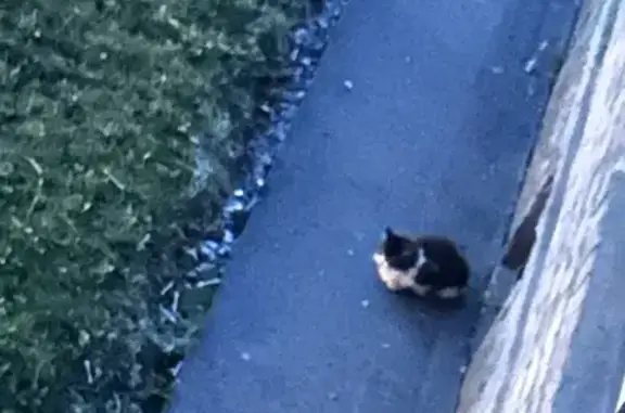 Найдена белая кошка, Тухачевского 5 к2