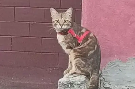 Кошка найдена: ул. Большие Полянки, 25