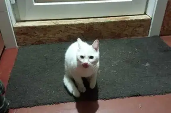 Найдена кошка, Пивовариха, фото: Кошка найдена, Садовый пер., 3, Пивовариха