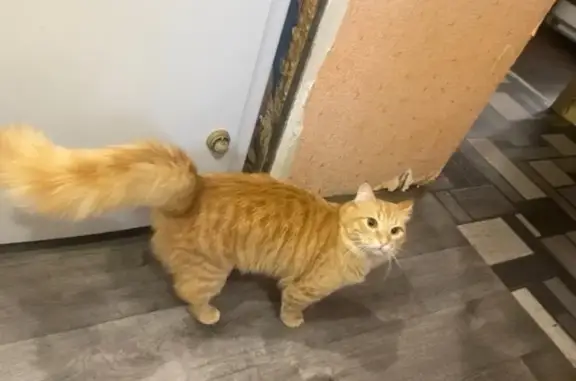 Объявления о пропавших и найденных животных, Некрасово, фото: Пропала кошка, Некрасовское шоссе