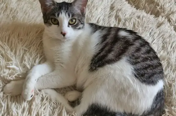 Кошки потеряшки, Колывань, фото: Потеряшка кошка, Западная ул. 17, Колывань