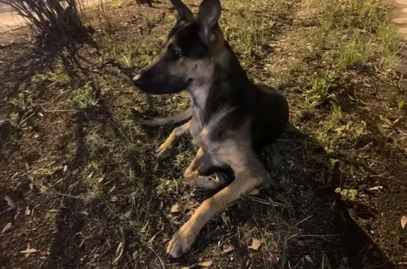 Найдена собака, ул. Курчатова 24, Челябинск