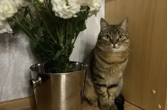 Пропал рыжий кот, 1-й Строительный пр., 20