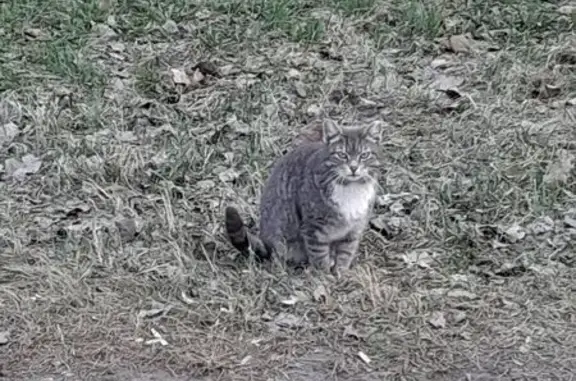 Найдена кошка, Пулковская ул., 2 к1, СПб