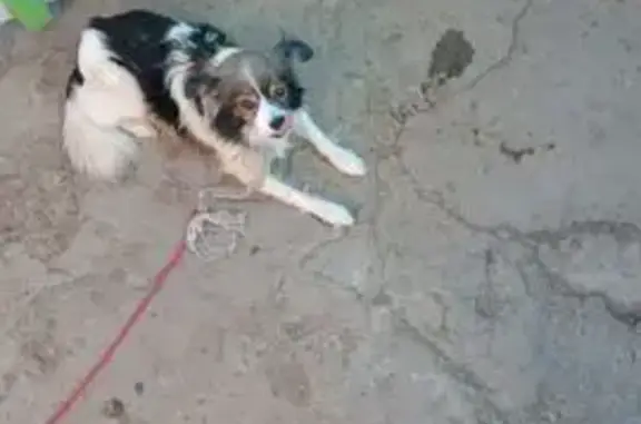 Собаки потеряшки, Астрахань, фото: Потеряшка собака, Тракторная 69, Астрахань