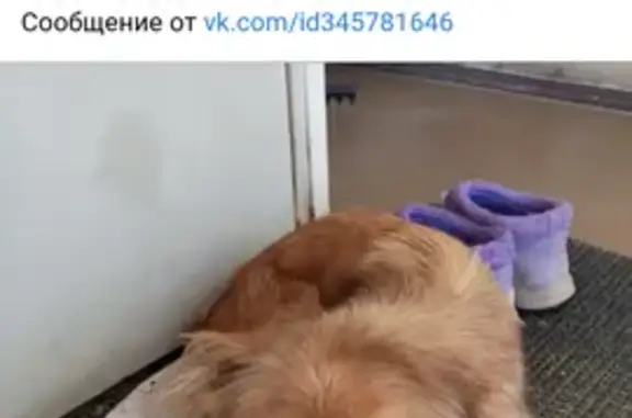 Собака найдена: ул. Красных Орлов, 99