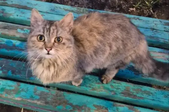 Трёхцветная кошка найдена, Школьный, 8