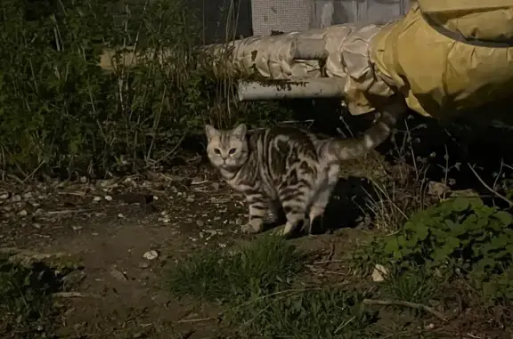 Кошка найдена: пр. Строителей, 25, Пенза