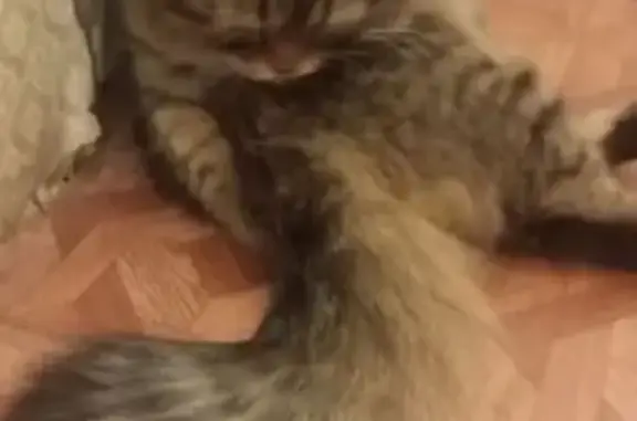 Кошки потеряшки, Самара, фото: Потеряшка кошка, Хасановская 34, Самара