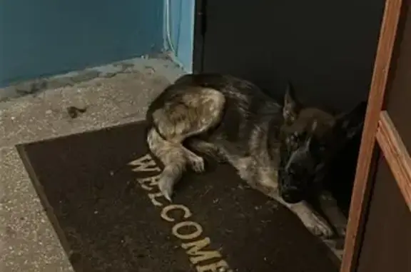 Найдена собака, пр. Победы 323, Челябинск