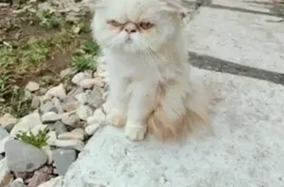 Кошка найдена: ул. Ловенецкого, 6А, Вологда