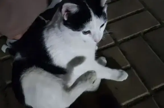 Найденные животные Чебоксары, фото: Кошка найдена у гостиницы Дубрава, Петрова 2 с1