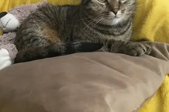 Кошки потеряшки, Краснодар, фото: Потеряшка кошка, Заполярная 39 к2, Краснодар