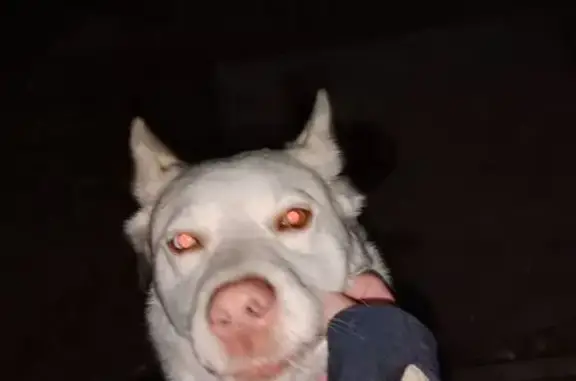 Найдена собака, Сибирский сельсовет, фото: Собака найдена: Юбилейная ул., Сибирский