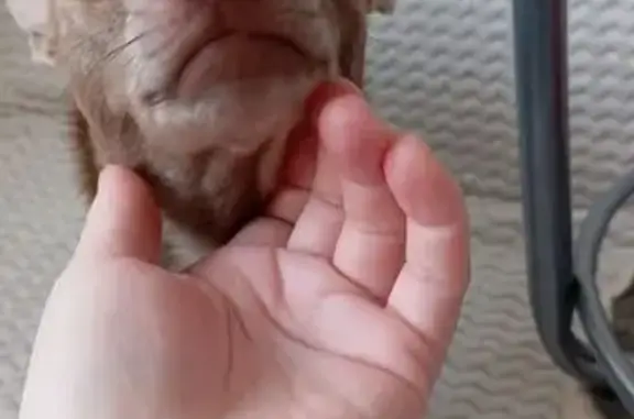 Найдена собака, Астрахань, фото: Шоколадный мальчишка найден в Астрахани