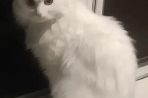 Потерянные животные Москва, фото: Пропала кошка на Молодцова 1А, Москва