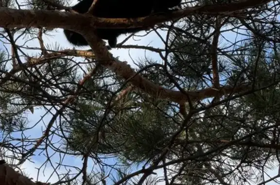 Черная кошка найдена на Ольховой, 15