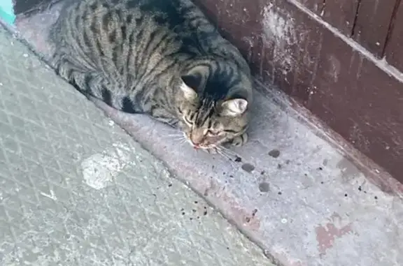 Найдена кошка, Михнево (Москва и Московская обл.), фото: Кошка у подъезда, Текстильщиков 2, Михнево
