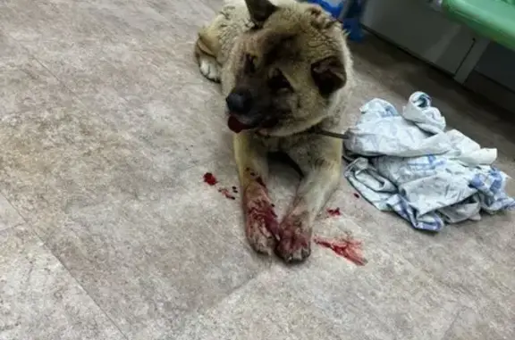 Сбита собака у ТЦ, ул. Морозова, 58/1