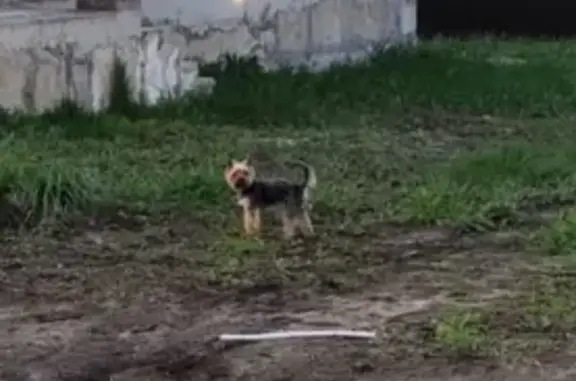 Собаки потеряшки, Демино, фото: Потеряшка йорк в Дёмино, ул. Комсомольская